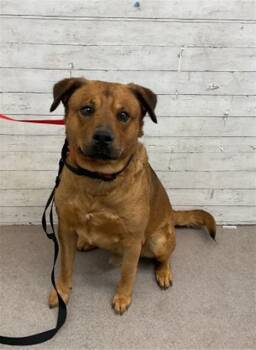 Rescue Rottweiler and German Shepherd Dog Dogs for Adoption in San Bernardino, California - NUGGET | PetCurious