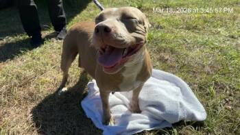 Pit Bull Terrier Dogs Available for Adoption - PEEP | PetCurious