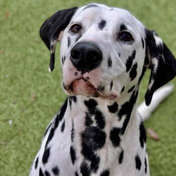 Tugboat -  Dalmatian Dog for Adoption in Austin, Texas - Tugboat | PetCurious