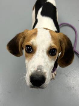 Hound Dogs Available for Adoption in Hartsville, South Carolina - River (Waterway X 2) | PetCurious