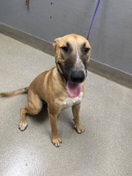 Rescue Bull Terrier and Belgian Shepherd Malinois Dogs for Adoption in Las Vegas, Nevada - COPPER | PetCurious