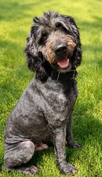 Atlas -  Newfoundland Dog and Standard Poodle Dog for Adoption in Yukon, Oklahoma - Atlas | PetCurious