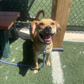 Copper -  Terrier and Yellow Labrador Retriever Dog for Adoption in Portland, Oregon - Copper | PetCurious