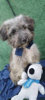 Rescue Schnauzer Dogs for Adoption - Peluche | PetCurious