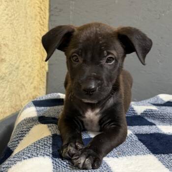 Luke -  Mixed Breed and Black Mouth Cur Dog for Adoption in Palmhurst, Texas - Luke | PetCurious