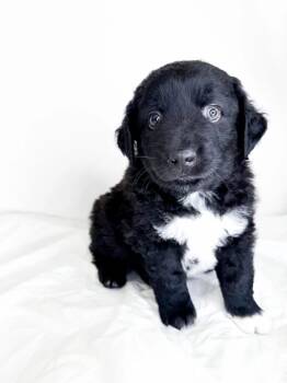 Mac -  Australian Shepherd Dog for Adoption in Bixby, Oklahoma - Mac | PetCurious