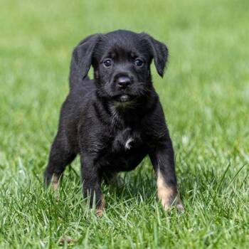 Rescue Labrador Retriever and Shepherd Dogs for Adoption in San Diego, California - Bessie Pup - Brangus | PetCurious