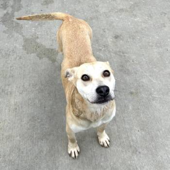 Terrier and Mixed Breed Dogs Available for Adoption in Washington, District Of Columbia - Noel | PetCurious