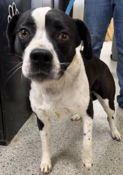 Hound and Boxer Dogs Available for Adoption in Saint Clairsville, Ohio - Oasis | PetCurious