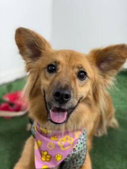 Willow-One of our Amazing Rescue Dogs -  Pembroke Welsh Corgi and Papillon Dog for Adoption in Carlsbad, California - Willow-One Of Our Amazing Rescue Dogs | PetCurious