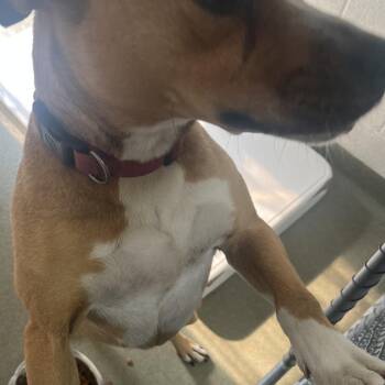 71721 -  Pit Bull Terrier Dog for Adoption in Harrisonburg, Virginia - 71721 | PetCurious