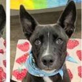 Koda -  Australian Cattle Dog Blue Heeler and Shepherd Dog for Adoption in Clearwater, Florida - Koda | PetCurious