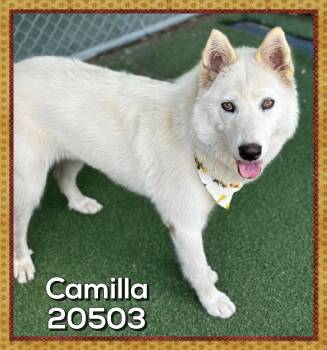 CAMILLA -  Siberian Husky Dog for Adoption in Marietta, Georgia - CAMILLA | PetCurious