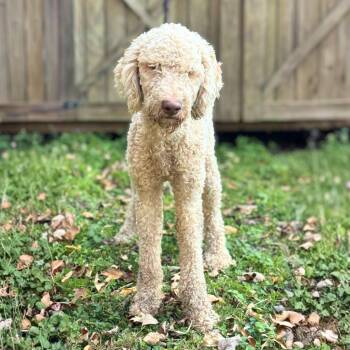 Rescue Standard Poodle Dogs for Adoption in New York, New York - Jackalope | PetCurious