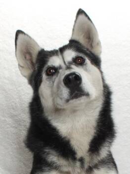 Rescue Husky Dogs for Adoption in Burbank, California - NICOLE | PetCurious