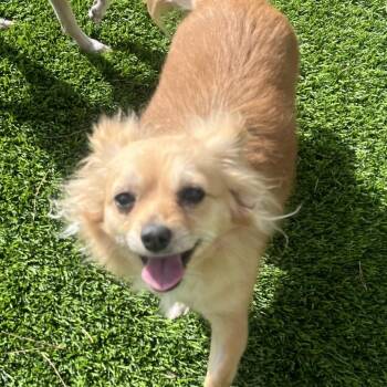 Chihuahua Dogs Available for Adoption in Las Vegas, Nevada - Eisley | PetCurious