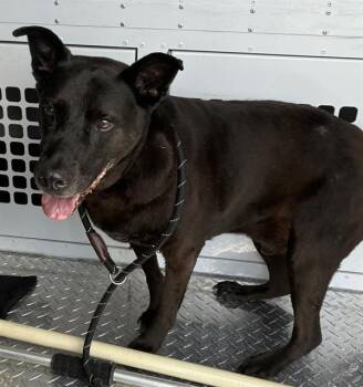 ZORRO -  Labrador Retriever and Mixed Breed Dog for Adoption in Palmetto, Florida - ZORRO | PetCurious