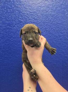 Grumpy -  Dutch Shepherd and Mixed Breed Dog for Adoption in Morton Grove, Illinois - Grumpy | PetCurious