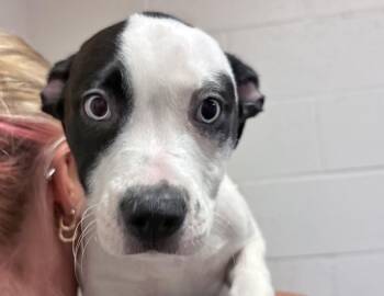 Suzy -  Pit Bull Terrier and Siberian Husky Dog for Adoption in Columbus, Indiana - Suzy | PetCurious