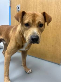 Cox -  Terrier Dog for Adoption in Hartsville, South Carolina - Cox | PetCurious