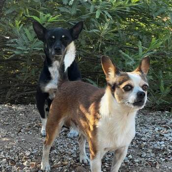 DTW-Stray-1260 -  Chihuahua Dog for Adoption in Phoenix, Arizona - DTW-Stray-1260 | PetCurious