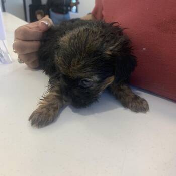 Chihuahua Dogs Available for Adoption - Taylor | PetCurious