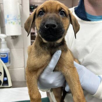 Mixed Breed Dogs Available for Adoption - Fox | PetCurious
