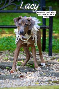 Lacy -  Hound Dog for Adoption in Sevierville, Tennessee - Lacy | PetCurious