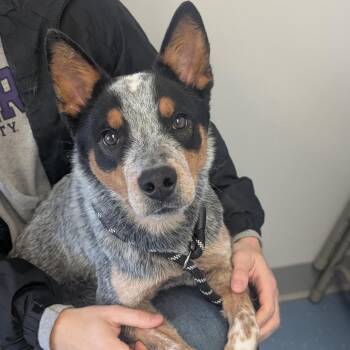 Australian Cattle Dog Blue Heeler Dogs Available for Adoption - Bolt | PetCurious