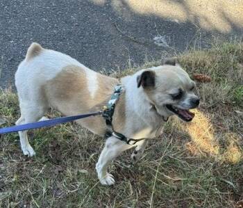 Rocky -  Pug and Chihuahua Dog for Adoption in Seattle, Washington - Rocky | PetCurious