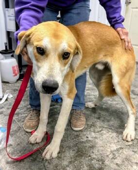Amos -  Great Pyrenees Dog for Adoption in Scottsburg, Indiana - Amos | PetCurious