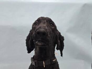 Princess -  Labrador Retriever and Standard Poodle Dog for Adoption in Minneapolis, Minnesota - Princess | PetCurious