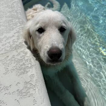 Nana -  Great Pyrenees Dog for Adoption in Asheville, North Carolina - Nana | PetCurious