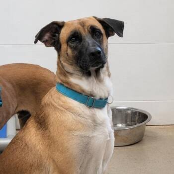 Nala -  Belgian Shepherd Malinois and Black Mouth Cur Dog for Adoption in Blue Earth, Minnesota - Nala | PetCurious