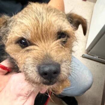 Terrier and Mixed Breed Dogs Available for Adoption in Ardmore, Oklahoma - Phineas | PetCurious