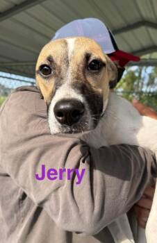 Jerry -  Collie and Affenpinscher Dog for Adoption in Camden, Tennessee - Jerry | PetCurious