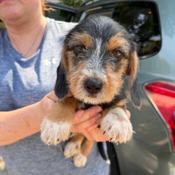 Lex -  Beagle and Cairn Terrier Dog for Adoption in Sequatchie, Tennessee - Lex | PetCurious