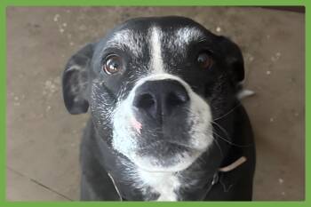 Pickles -  Labrador Retriever and Boxer Dog for Adoption in Amherst, Massachusetts - Pickles | PetCurious