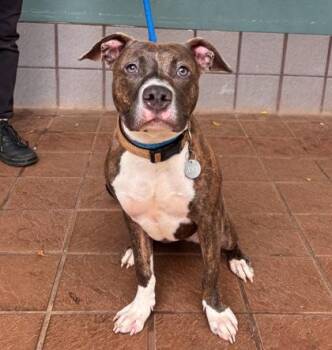 Magik -  Mixed Breed Dog for Adoption in Honolulu, Hawaii - Magik | PetCurious