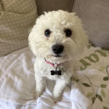 Bella -available for adoption- Maltipoo - who want her -  Maltipoo Dog for Adoption in Tustin, California - Bella -available For Adoption- Maltipoo - Who Want Her | PetCurious