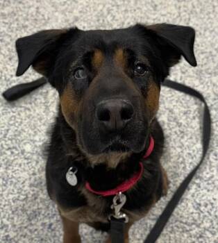 Australian Shepherd and Shar Pei Dogs Available for Adoption in Golden, Colorado - Star | PetCurious