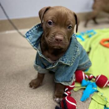 JJ -  Pit Bull Terrier Dog for Adoption in Aurora, Colorado - JJ | PetCurious