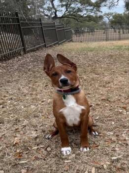 SCOOBY -  American Staffordshire Terrier Dog for Adoption in San Antonio, Texas - SCOOBY | PetCurious