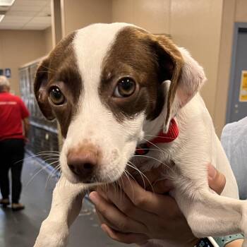 LA6761 Bailey -  Spaniel and Mixed Breed Dog for Adoption in Port Washington, New York - LA6761 Bailey | PetCurious