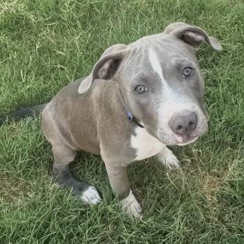 Birch -  Pit Bull Terrier Dog for Adoption in Pelham, New Hampshire - Birch | PetCurious