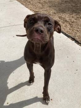 Pit Bull Terrier and Mixed Breed Dogs Available for Adoption - Thelma | PetCurious