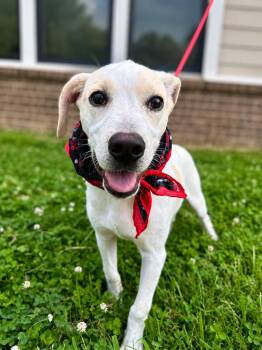 Ollie -  Mixed Breed Dog for Adoption in Dickson, Tennessee - Ollie | PetCurious