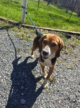 Beagle Dogs Available for Adoption in Irwin, Pennsylvania - Diesel | PetCurious