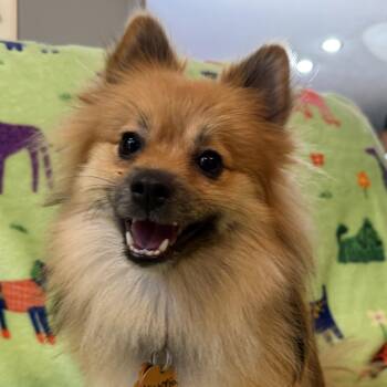 Victoria -  Pomeranian Dog for Adoption in Normal, Illinois - Victoria | PetCurious