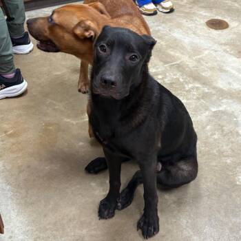 Bacon - 082401U -  Labrador Retriever and Mixed Breed Dog for Adoption in Tupelo, Mississippi - Bacon - 082401U | PetCurious